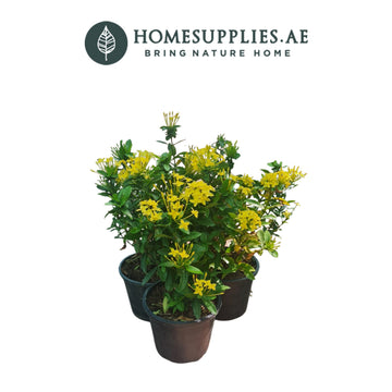 3 x Ixora Chinesis